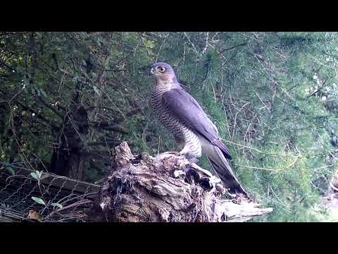 Watch this Incredible Footage of a Sparrowhawk | Discover Wildlife | Robert E Fuller