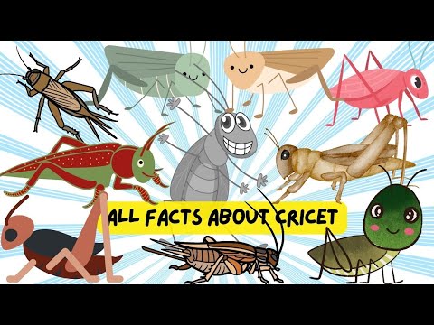 Amazing Facts About Crickets | Animal Videos for Kids Toddlers