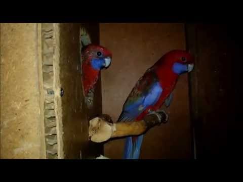 download lagu mp3 mp4 Hodowle Papug, download mp3 Hodowle Papug free downloadn, video klip Hodowle Papug