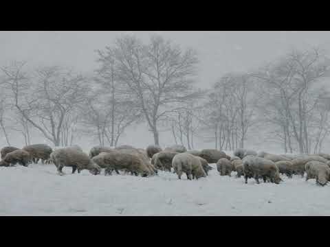 Ioan Muraru : Hoileroi și leroi, Doamne