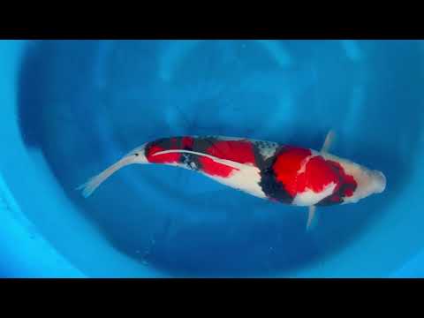 23rd JKS Online Auction: JKS-AC23-37 - Showa 65cm Female