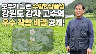 한 눈에 보이는 생육 차이! 30년 경력 고수가 추천하는 우수 감자 재배법