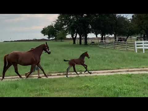 Escolar aus Vivaldi x K2