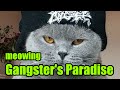 Squeal Cat meowing Gangster's Paradise (Coolio ...