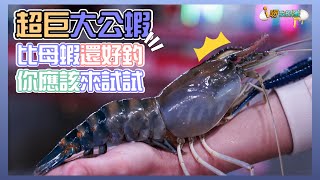 【釣蝦小益思】巨無霸超級大公蝦  比母蝦池還好釣  你敢信??  #釣蝦 #i呀我的蛋 #新聞 #主播 Shrimpfishing  エビ釣り  새우 낚시