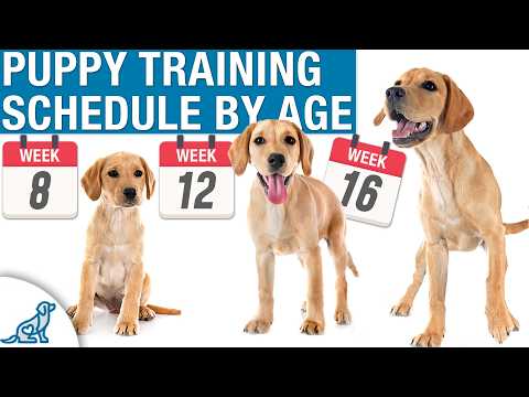 Your Complete Puppy Training Schedule By Age