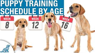 Your Complete Puppy Training Schedule By Age