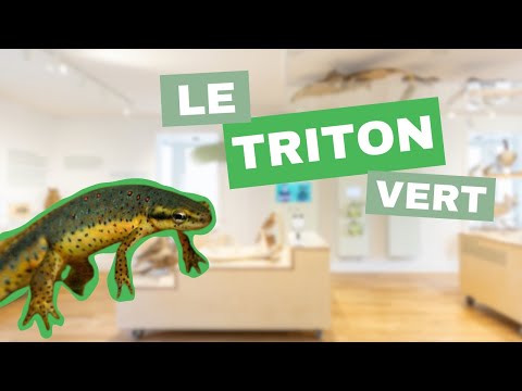 Le triton vert : cet elfe des bois