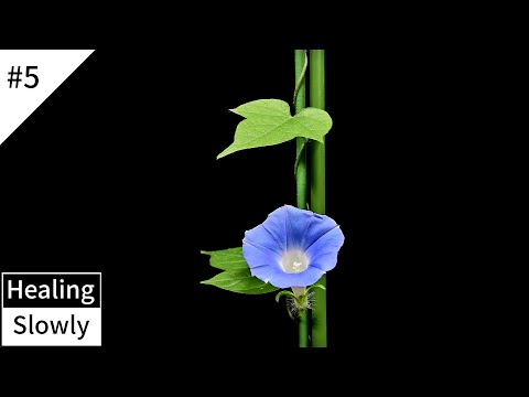 Morning Glory #5 Time Lapse | Grow Up House Plant | Relaxing Piano Music | Home Gardening