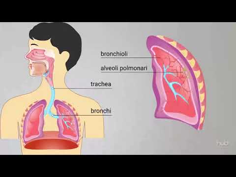 L'apparato respiratorio