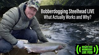 Bobberdogging Steelhead LIVE |What Actually Works and Why?