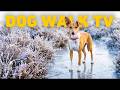 [NO ADS] Dog TV for Dogs to Watch ❄️ Frosty Forest Dog Walk on a Winter's Day ☀️ Nature Sounds 4K
