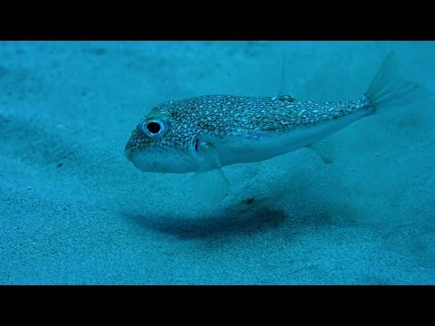 Pufferfish 'crop circles' - Life Story: Episode 5 preview - BBC One