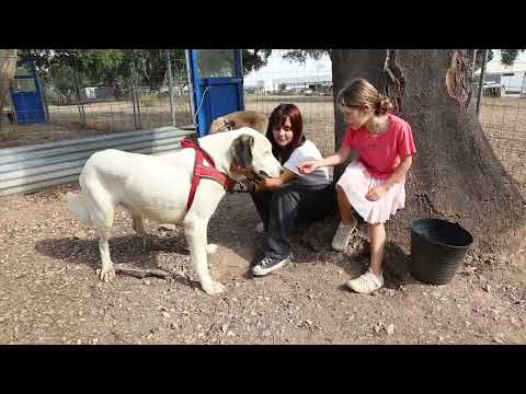 Lucky Dogs Montemor
