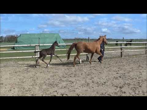 Rappstutfohlen v. Farrell