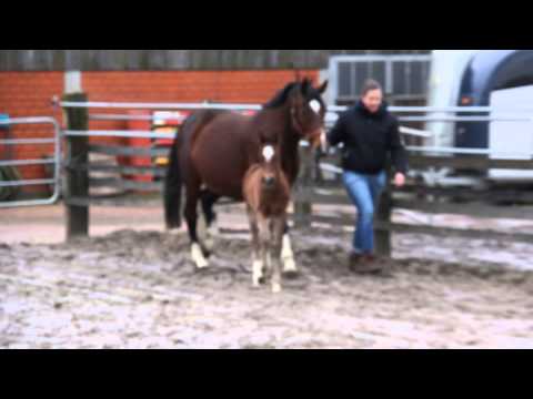 Hengstfohlen von Franziskus 2014