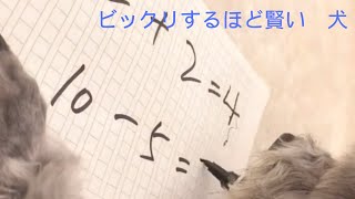 【賢い犬】犬　算数、運転、買い物、テレビ見る　#youtubeshorts  犬 ビックリするほど賢い #Shorts #youtubeshorts