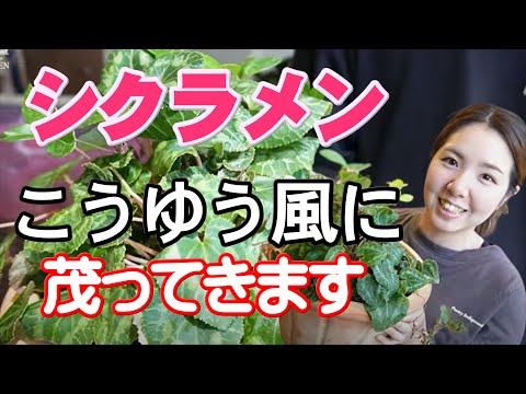 いつオープングラウンドに花を植え始めますか？きれいなお花畑を作るにはどれを選べばいいでしょうか？  庭園