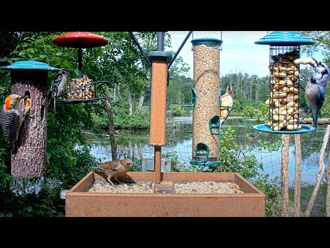 Beautiful Blackbirds, Catbirds, Jays, Woodpeckers & More Dine At Cornell Feeders - June 7, 2024