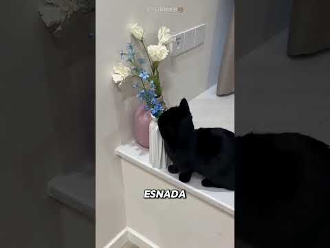 Kedi-Kazara-Kocanın-Saklandığı Yeri Buldu #shorts