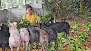 Provide green food for pigs.  Grow popular food to feed pigs. ( Ep 236 )