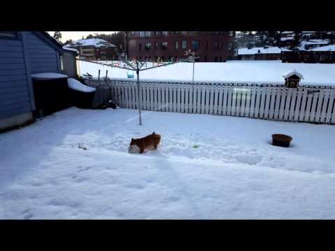 Shiba Foxy Loxy in the backyard