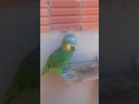 Eu já vi papagaio falar mas dançar