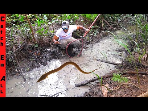 DIGGING out INVASIVE EELS in the FLOODED WOODS behind our NEW HOME!