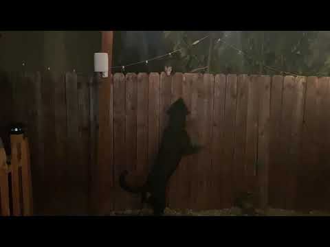 Rottweiler vs Opossum: A Game of Chicken