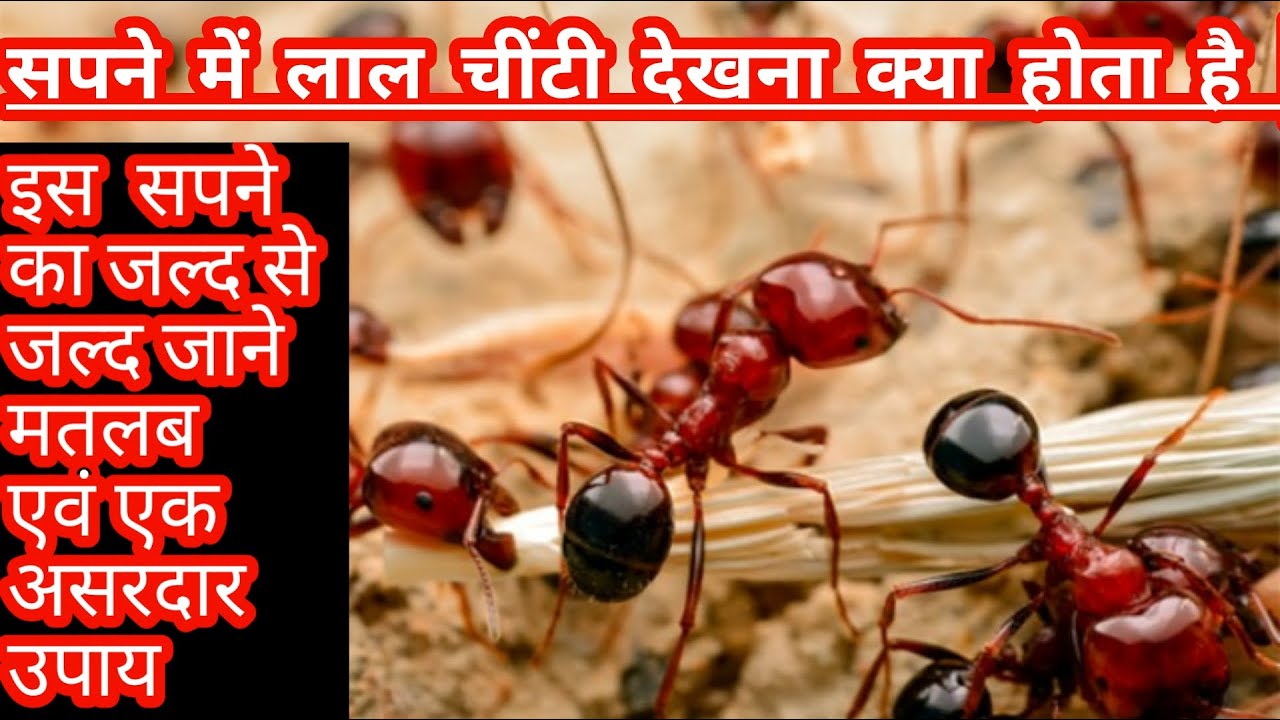 Sapne me laal chiti dekhna kya hota hai,सपने में लाल चींटी देखना क्या होता है, see red ant in dream