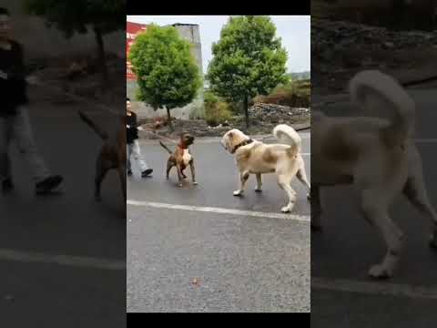 Pitbull vs Alabai🔥 Most aggressive fight ever😱😱😱 #dogs