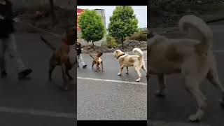 Download lagu Pitbull vs Alabai🔥 Most aggressive fight ever😱😱😱 #dogs mp3