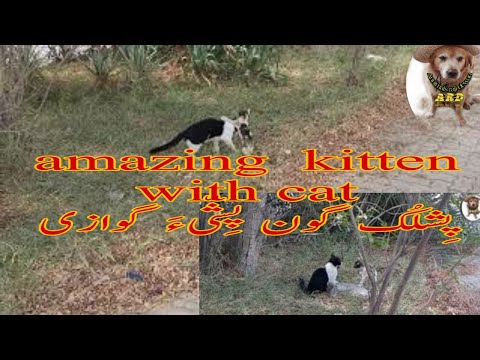 amazing kitten  with cat playing annimals raji dewan کسانوکیں پِشلُک  گون پِشّی  گوازی