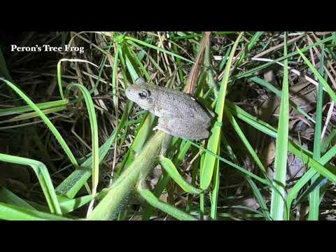 Frog Census with the Friends of Native Wildlife Inc 🐸