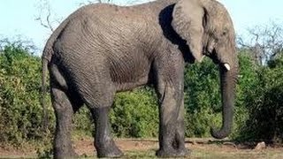 preview picture of video 'African Elephant In Mysore Zoo'