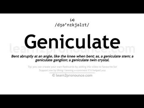Pronunciation of Geniculate | Definition of Geniculate