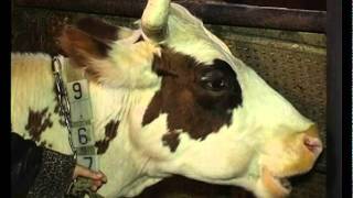Содержание айширских коров в домашних условиях - Видео онлайн