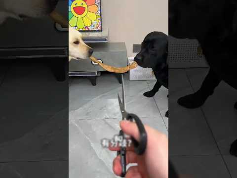 Bu Köpek Adaletin Ta Kendisi! #köpek #labrador#köpekvideosu#köpeksevgisi#komikköpek#hayvanlar#dog