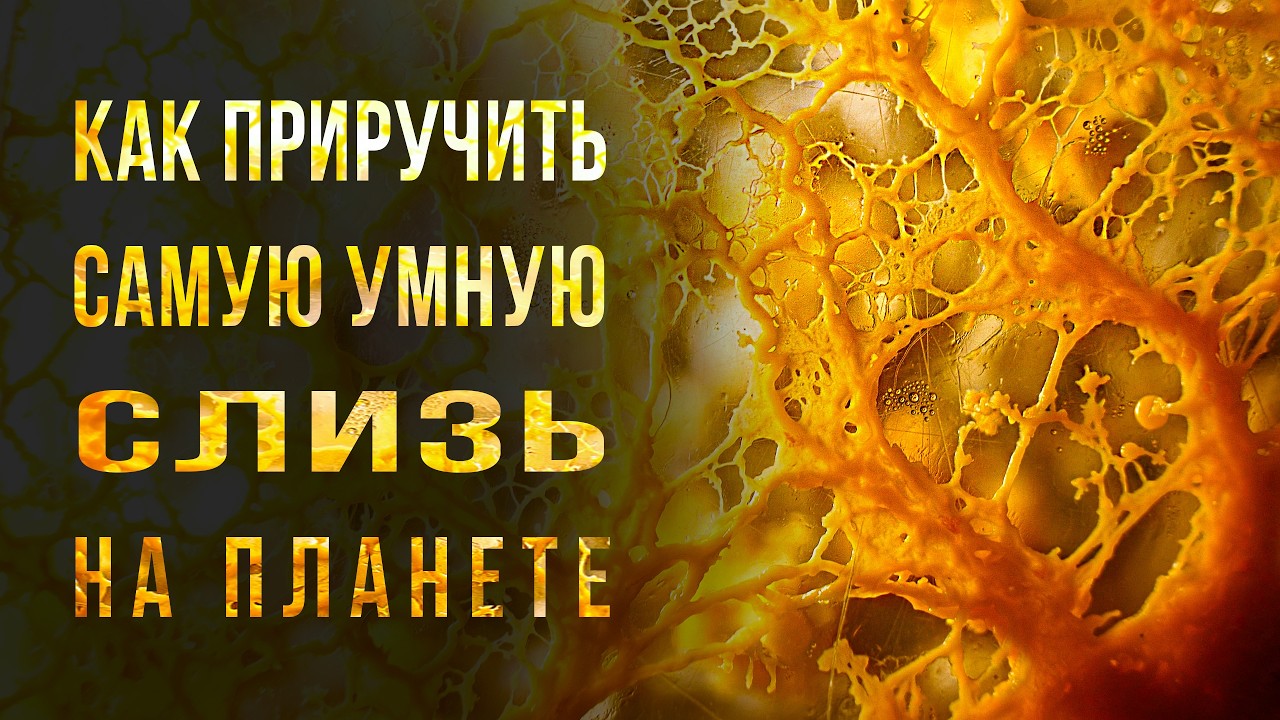 МЫ ЗАВЕЛИ  ОГРОМНОЕ РАЗУМНОЕ ОДНОКЛЕТОЧНОЕ