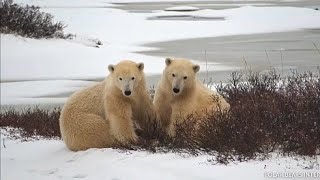 Explore Tundra Buggy One -  Cute playing polar bears.