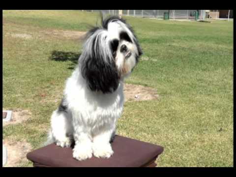 Intensi-T TV Episode 1 Painter Gag, starring Mickey Oliver & Sami