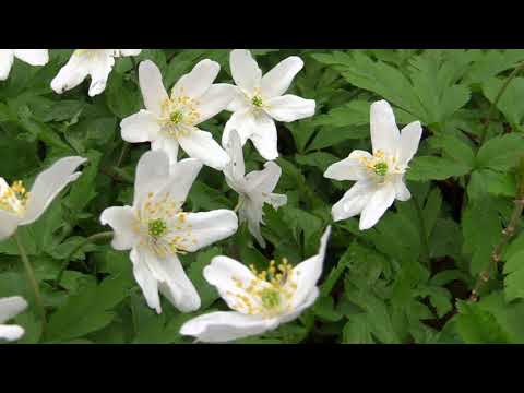 2018 04 13 Overbosch. Zuid-Hollands Landschap