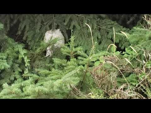 Throwing stones into wasp nest.