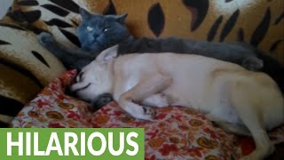 Cat couldn't care less about dog's affection