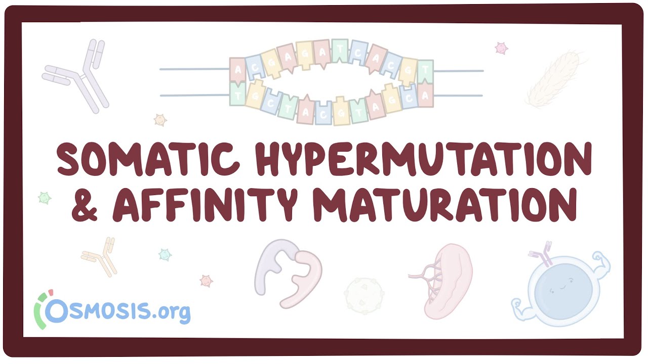 Somatic hypermutation and affinity maturation