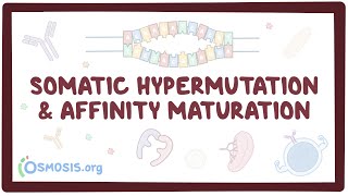 Somatic hypermutation and affinity maturation