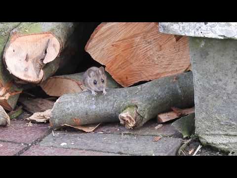 Eine Haselmaus in Aktion .