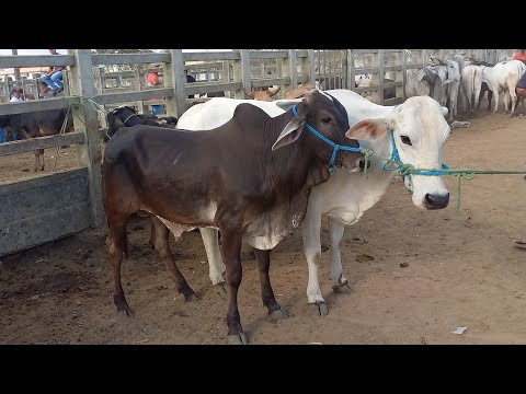 GADO DE 800 REAIS HOJE EM CAMPINA GRANDE-PB 