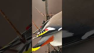Bohemian Waxwing – Gorgeous Yellow Tip Tail Bird