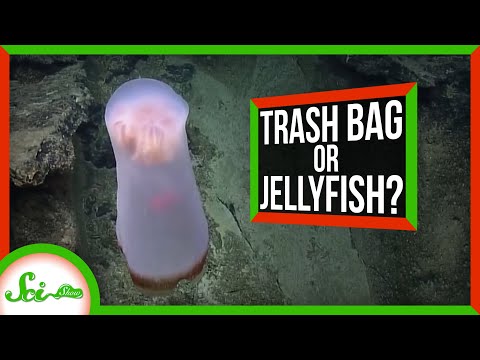 The Shapeshifting Deep Sea Jellyfish... With a "Pet"